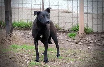 MIRTILLA,  3yo mixed breed for adoption at ENPA Verona, Verona