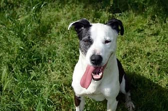 LULÙ, female 7yo mixed breed for adoption at ENPA Verona, Verona