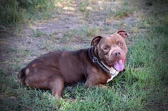 ZORA, female senior mixed breed for adoption at ENPA Verona, Verona
