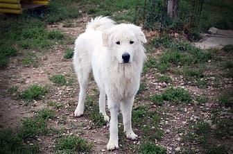 ZOE, female senior Cane Corso for adoption at ENPA Verona, Verona