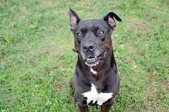 PABLO, male senior Pit Bull Terrier for adoption at ENPA Verona, Verona