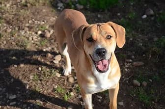 BILLY, male Cane Corso for adoption at ENPA Verona, Verona