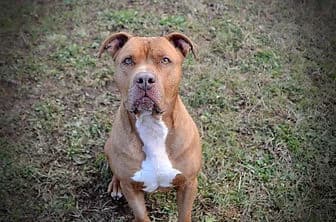 JECK, male 7yo Pit Bull Terrier for adoption at ENPA Verona, Verona
