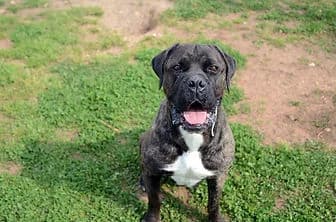 TIGER, male 4yo Cane Corso for adoption at ENPA Verona, Verona