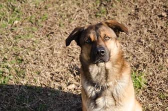 ZOE, female senior Cane Corso for adoption at ENPA Verona, Verona