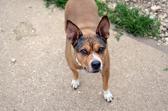 FIONA, female senior American Staffordshire Terrier for adoption at ENPA Verona, Verona