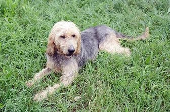 KINA, female senior mixed breed for adoption at ENPA Verona, Verona
