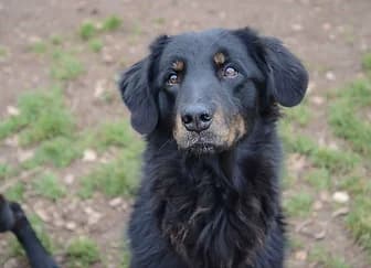 ZORA, female Cane Corso for adoption at ENPA Verona