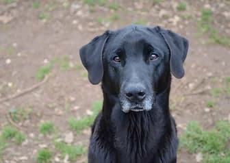 ZORA, female senior Cane Corso for adoption at ENPA Verona, Verona