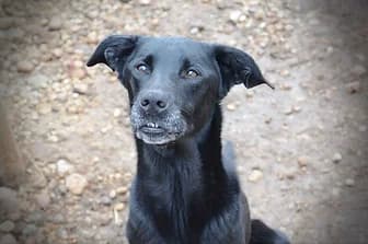 ZOE, female senior Cane Corso for adoption at ENPA Verona, Verona