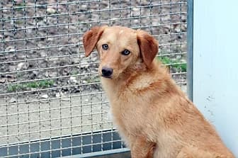 GILDO, male young mixed breed for adoption at ENPA Verona, Verona