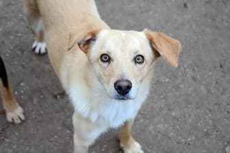 GERRY, male young mixed breed for adoption at ENPA Verona, Verona