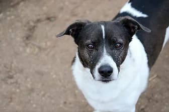 NEVET, male senior mixed breed for adoption at ENPA Verona, Verona