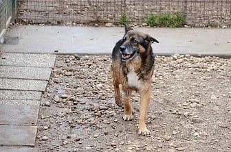 ZORA, Cane Corso (ENPA Verona)