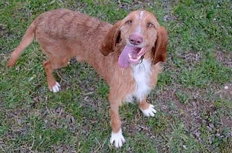 RANGER, male 7yo mixed breed for adoption at ENPA Verona, Verona