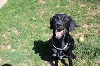 CHICO, male young mixed breed for adoption at ENPA Verona, Verona