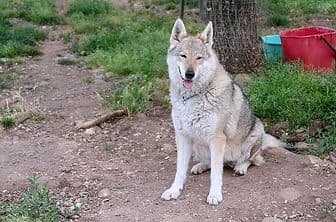 HARLEY, female senior mixed breed for adoption at ENPA Verona, Verona