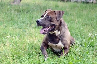 TUAREG, male young mixed breed for adoption at ENPA Verona, Verona
