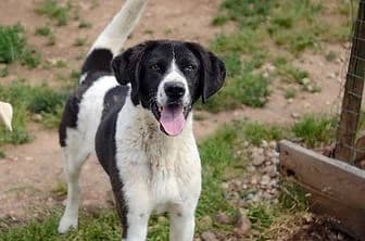 MAX, male 3yo mixed breed for adoption at ENPA Verona, Verona