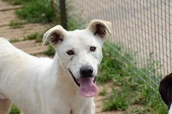 NEVE, male 3yo mixed breed for adoption at ENPA Verona, Verona