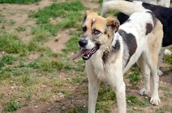 ANCORA, female 3yo mixed breed for adoption at ENPA Verona, Verona