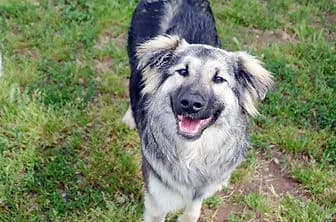VICKY, female puppy mixed breed for adoption at ENPA Verona, Verona
