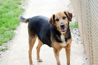 DEA, female 5yo mixed breed for adoption at ENPA Verona, Verona