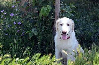 MORK, male puppy mixed breed for adoption at ENPA Verona, Verona