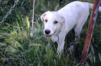 MINDY, female puppy mixed breed for adoption at ENPA Verona, Verona