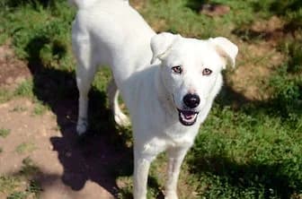 PENNY, female young mixed breed for adoption at ENPA Verona, Verona