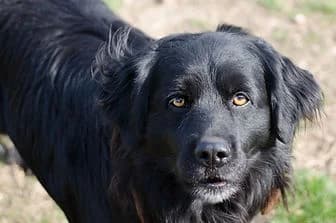 BEN, male Cane Corso for adoption at ENPA Verona, Verona