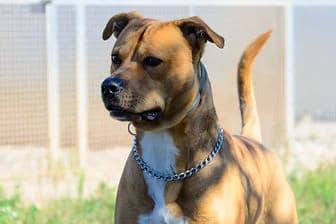 JESUS, male senior Pit Bull Terrier for adoption at ENPA Verona, Verona