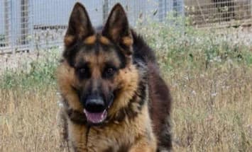 OTTO, male German Shepherd for adoption at ENPA Verona, Verona
