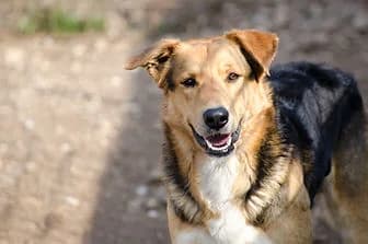 PORTOS, male mixed breed for adoption at ENPA Verona, Verona