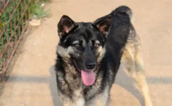 NOA - ADOZIONE DEL CUORE, male mixed breed for adoption at ENPA Verona, Verona