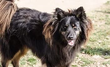 NATHAN, male mixed breed for adoption at ENPA Verona, Verona