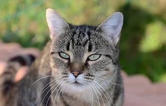 ZOE, female puppy Siamese for adoption at ENPA Verona