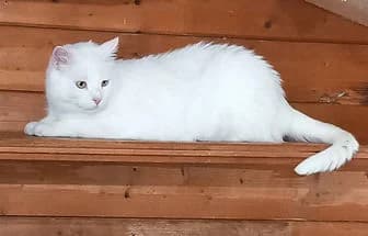 RAFFAELLA, female Siamese for adoption at ENPA Verona, Verona