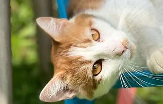 SELVAGGIA,  puppy Siamese for adoption at ENPA Verona, Verona
