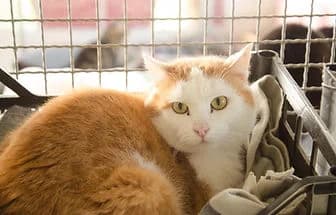 ZOE, Siamese (ENPA Verona)