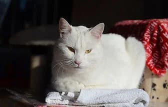 WHITE,  Mixed Breed for adoption at ENPA Verona