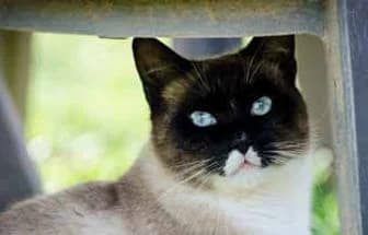 ZOE, female Siamese for adoption at ENPA Verona, Verona