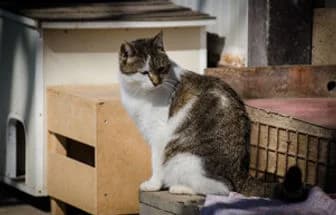 ZOE, female Mixed Breed for adoption at ENPA Verona