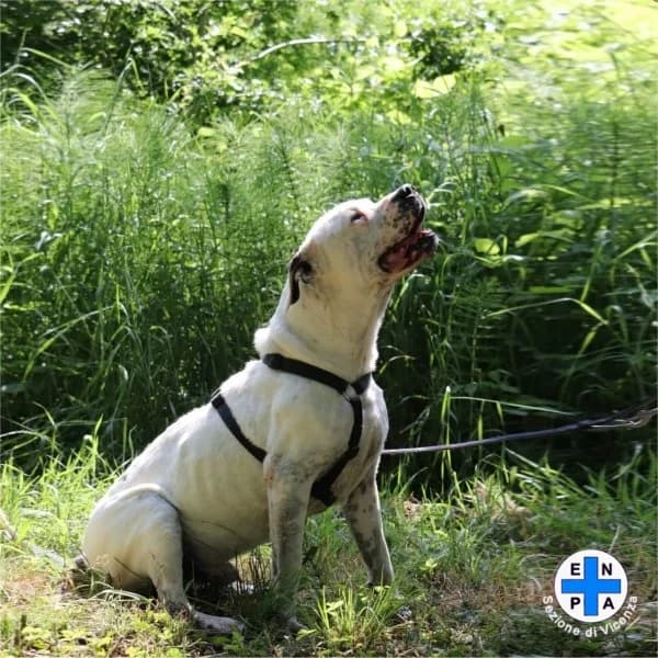Aaron, male Mixed Breed for adoption at ENPA Vicenza, Vicenza