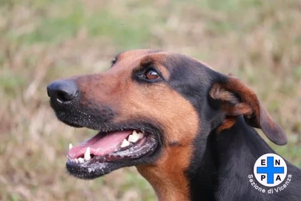 Amaya, female Mixed Breed for adoption at ENPA Vicenza, Vicenza