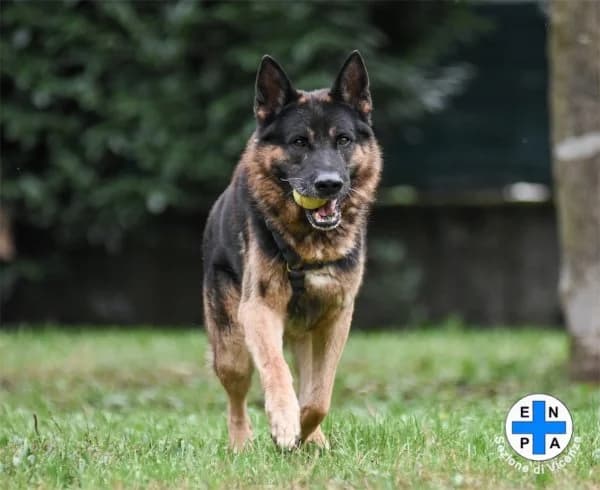 Argo, male Mixed Breed for adoption at ENPA Vicenza, Vicenza