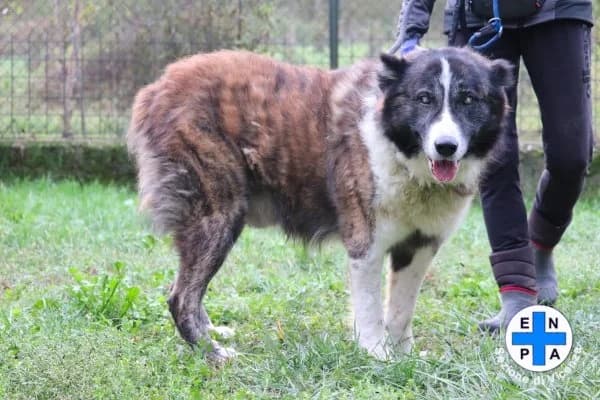 Beethoven, male Mixed Breed for adoption at ENPA Vicenza, Vicenza