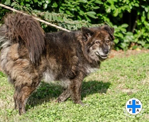 Berto, male Mixed Breed for adoption at ENPA Vicenza, Vicenza