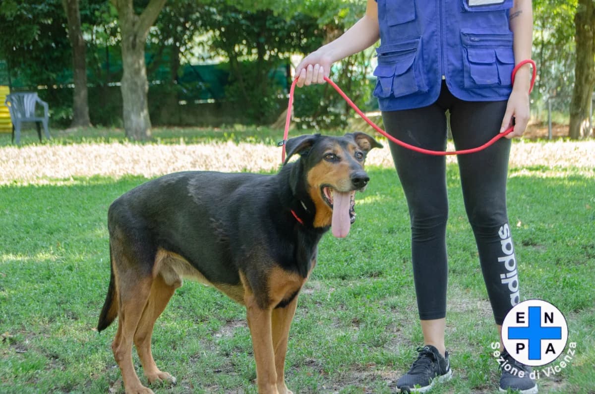 Caio, male Mixed Breed for adoption at ENPA Vicenza, Vicenza