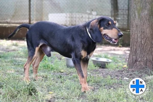 Casper, male Mixed Breed for adoption at ENPA Vicenza, Vicenza